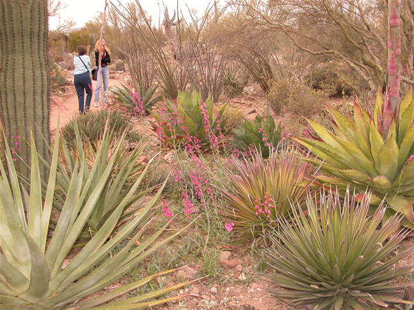 Design by Cory Martin<br>
Photo by Doug Larson (c) 2006 Arizona-Sonora Desert Museum<br>
